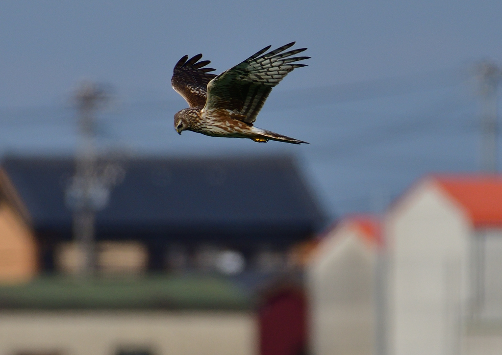 ハイイロチュウヒ（メス）３/１２❷