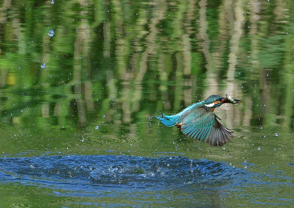 魚を・・・・・・　５/２０❸