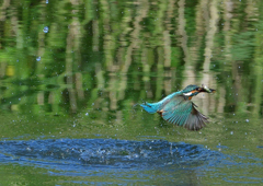 魚を・・・・・・　５/２０❸