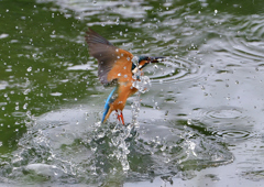 水飛沫　７/２９➂