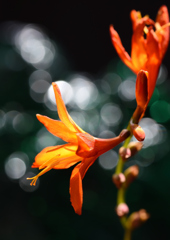 クロコスミア　７/１５