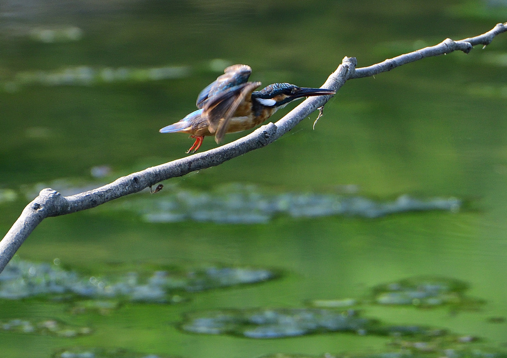 止まり木　８/１７❸