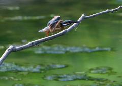 止まり木　８/１７❸