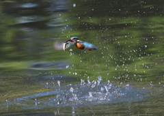 魚を・・・・　５/４❹