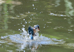 魚を・・・・・・　５/５❽