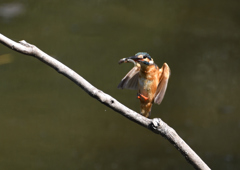   コバルトブルー⑤