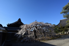 枝垂桜　３/２０❶