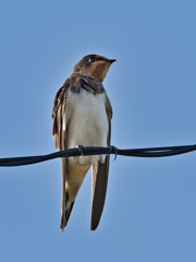 ツバメ　９/１０