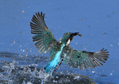 離水　１１/５　❶