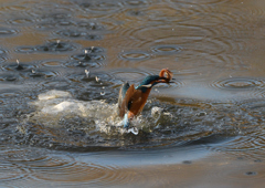 ドジョウを・・・❷