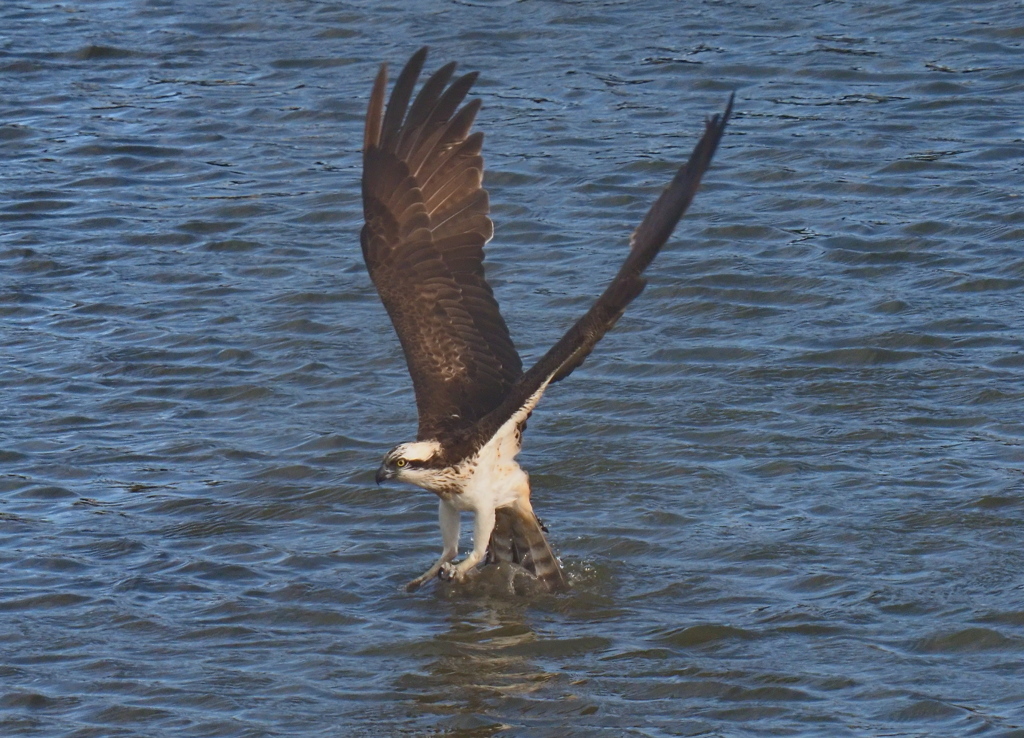 ミサゴ　２/８❻