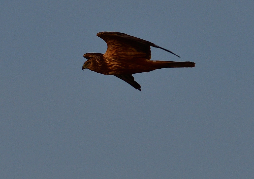 チュウヒ　１２/２３❶