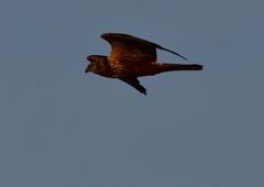 チュウヒ　１２/２３❶