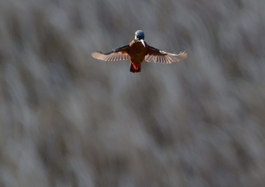 ホバ　３/１９❷