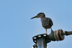 ササゴイ　６/３０