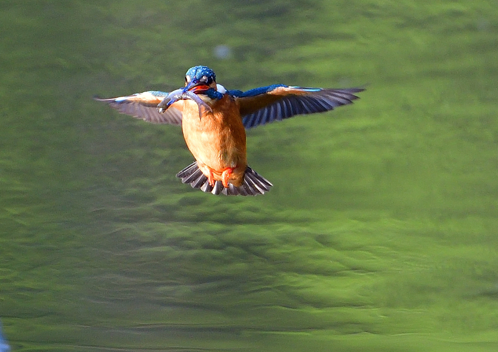 魚を・・・・　４/２４❷