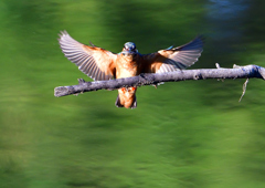 止まり木　８/１❶