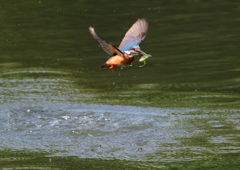 ダイブ　６/６❿