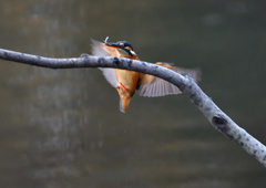 止まり木　１２/１５❷