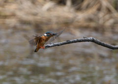 止まり木　７/３０❷