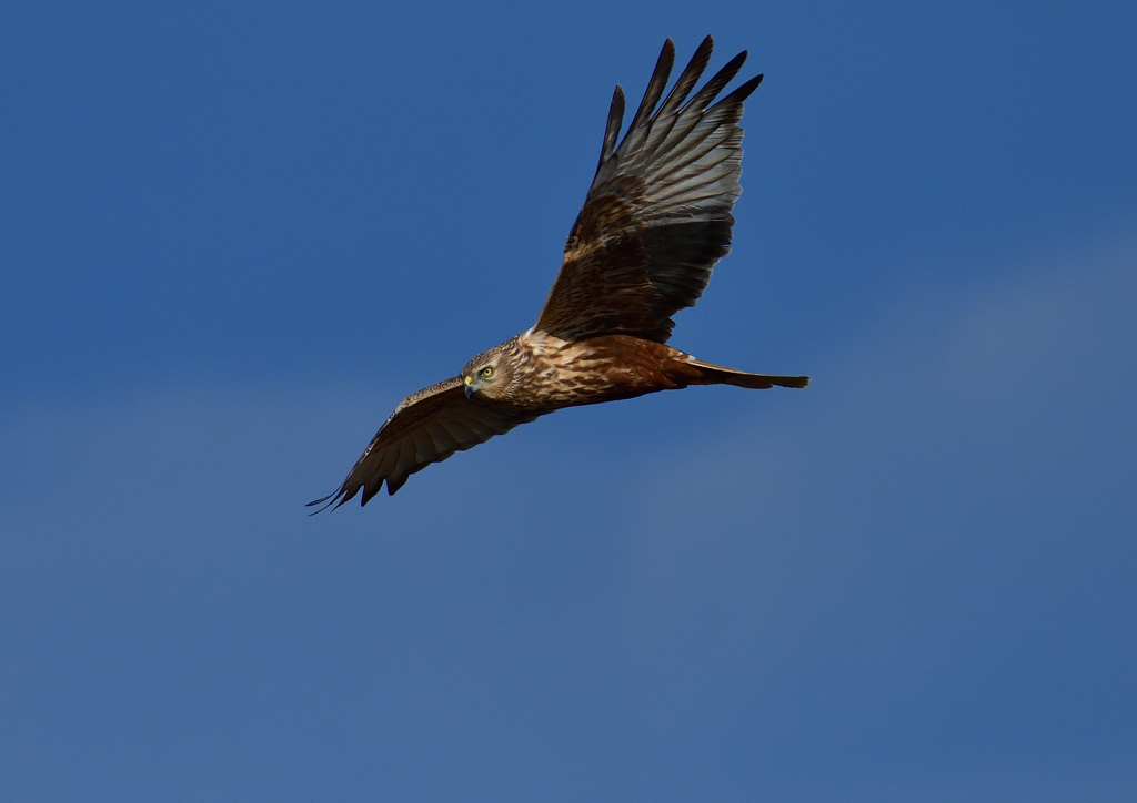 チュウヒ　１/１３❸