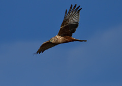 チュウヒ　１/１３❸