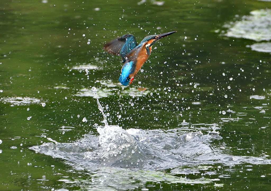 水飛沫　７/２９②