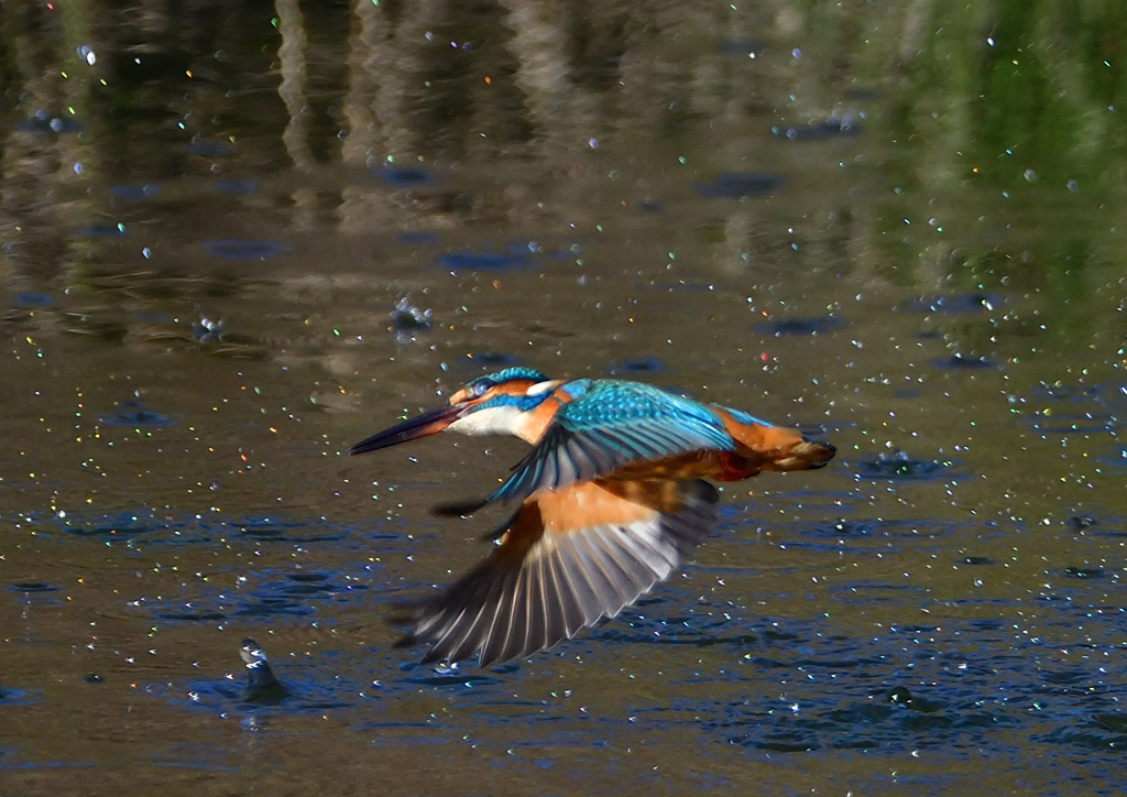 いつもの公園で　１２/３❻