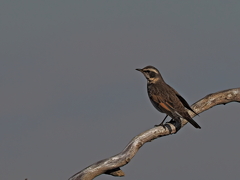 ツグミ　１２/２８