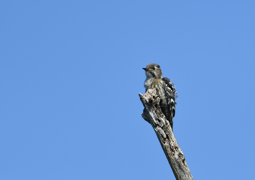 コゲラ　５/２４