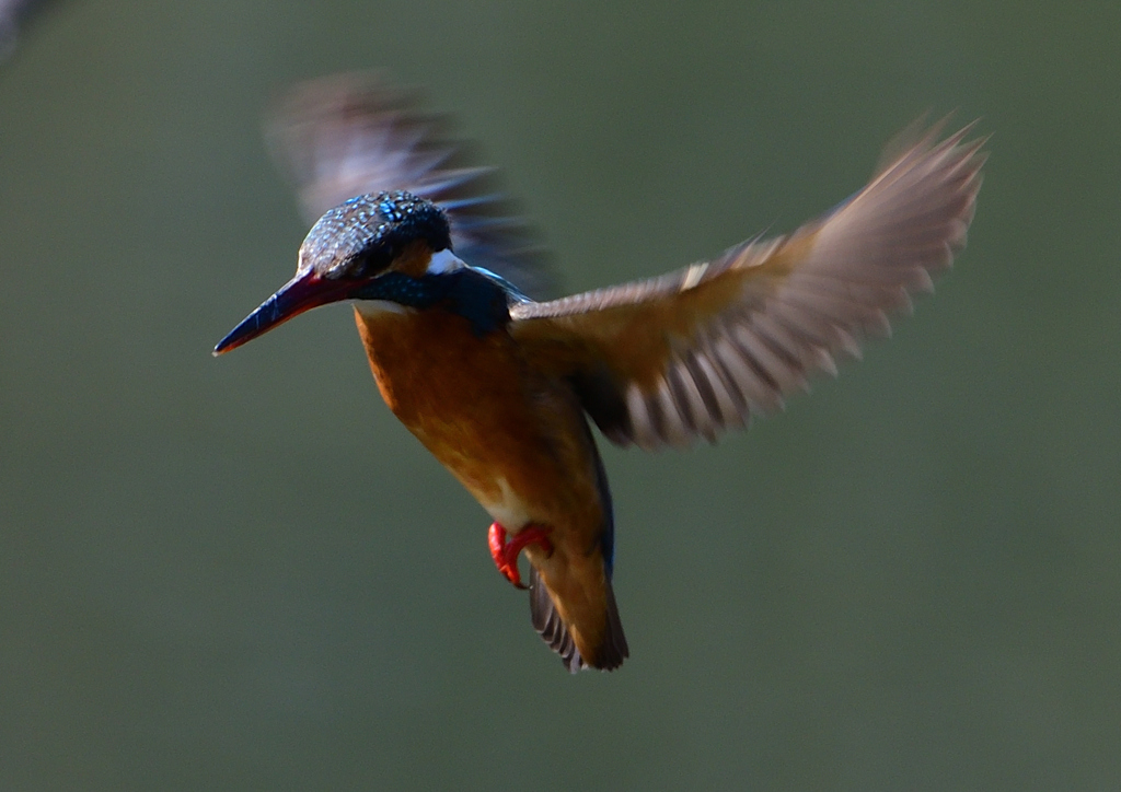 ホバる　３/２５⓬