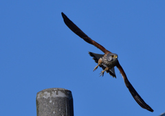 チョウゲンボウ（オス）３/１２❷