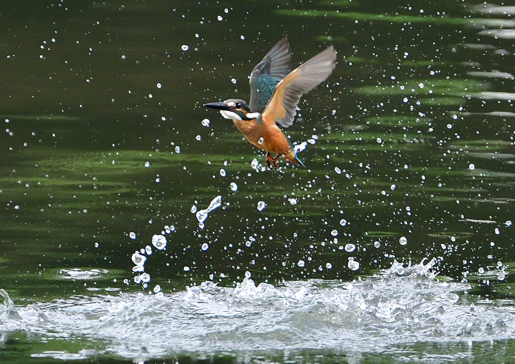 水飛沫　７/２９④