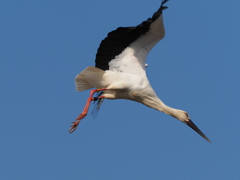 コウノトリ　２/２１❺