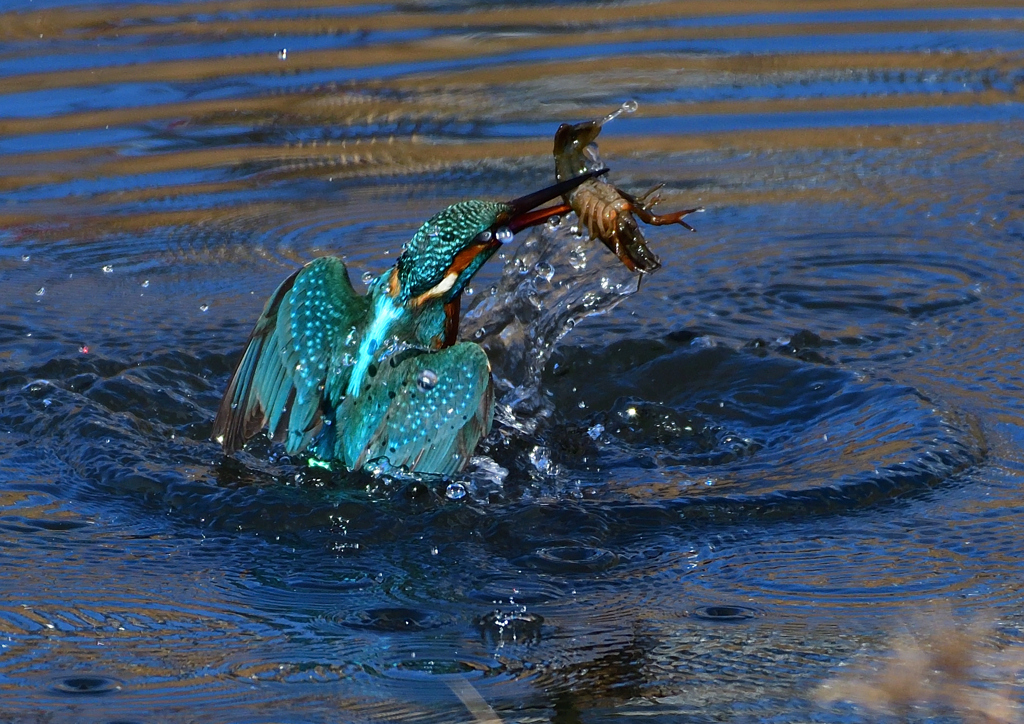 ザリガニを・・・・・・　１/２９❶