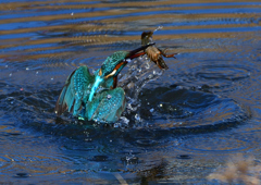 ザリガニを・・・・・・　１/２９❶