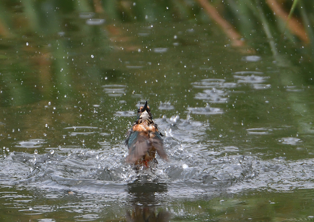 ダイブ　７/１８❸