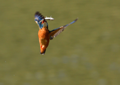 魚を・・・・　４/１０❸