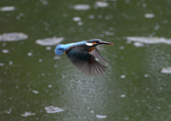 ホバ　５/１３❷