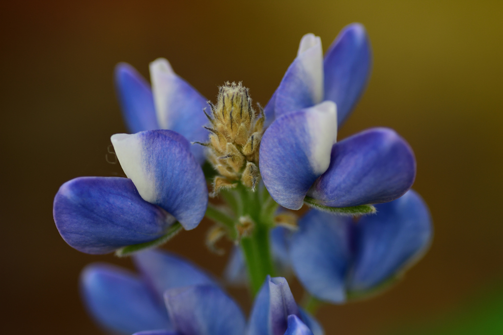 花❶