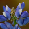 花❶