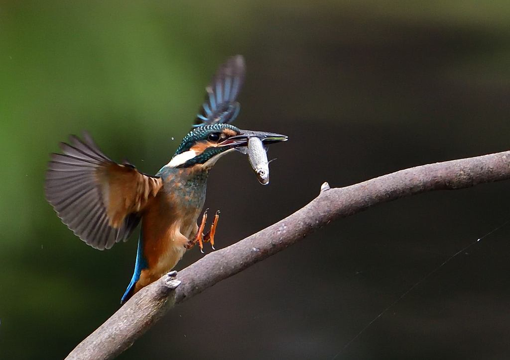 いつもの公園　若鳥６/１５❷