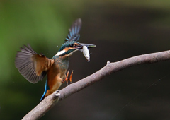 いつもの公園　若鳥６/１５❷