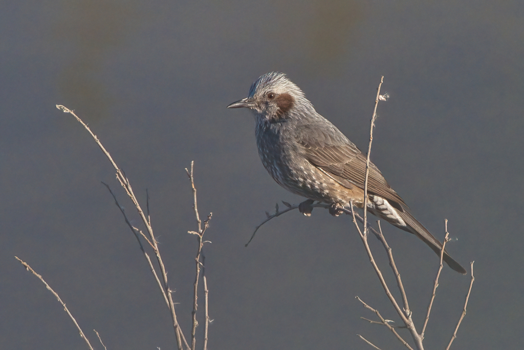 ヒヨドリ　１２/２３