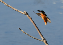 ヤゴを・・・・❹