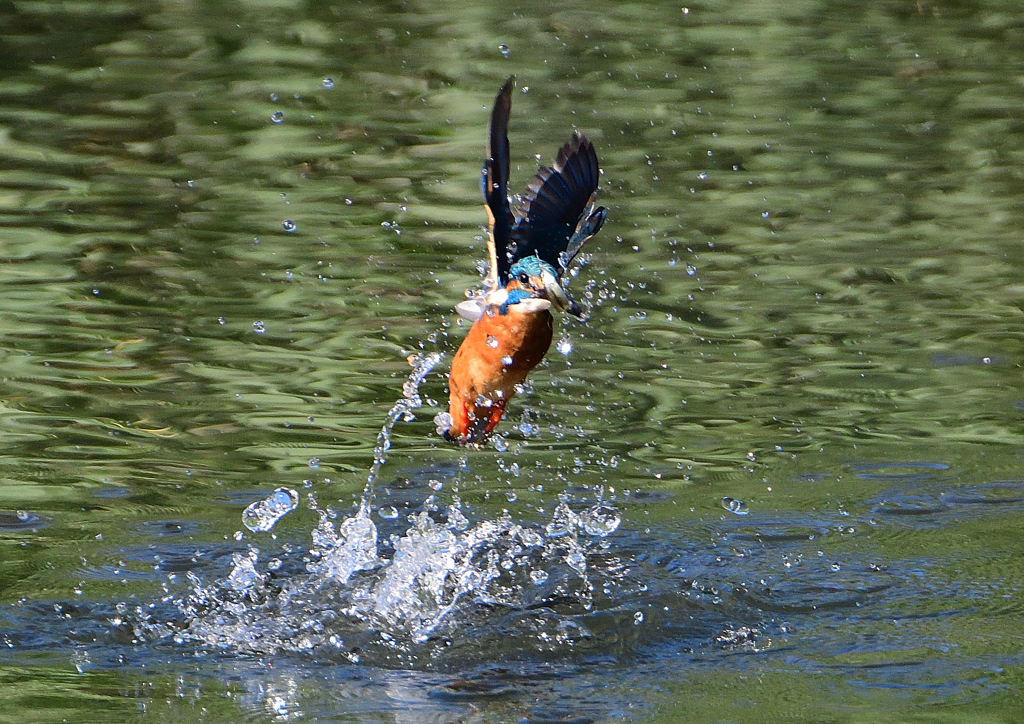 水飛沫　１０/１５❼