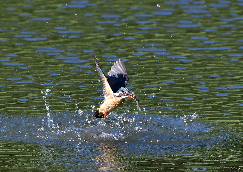 魚を・・・・・・　５/１１❶