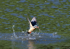 魚を・・・・・・　５/１１❶