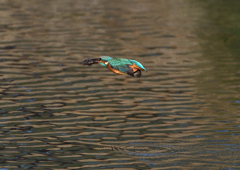 ザリガニを・・・・・・