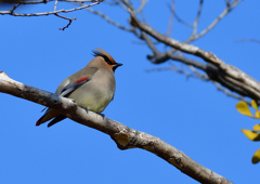 ヒレンジャク　２/１１❷